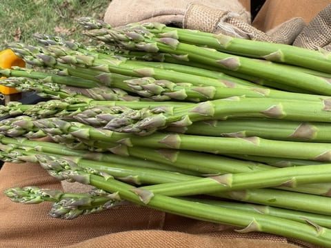 Asparagus Rattle Root Farm Asparagus Rattle Root Farm