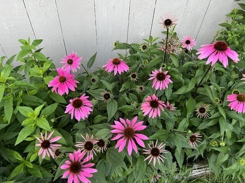 Coneflower Wachusett Garden Club Coneflower Wachusett Garden Club