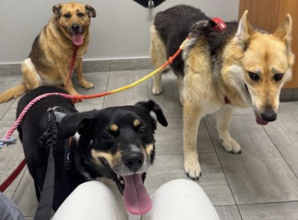 3 Dogs at VEG Veterinary Emergency Group 3 Dogs at VEG Veterinary Emergency Group