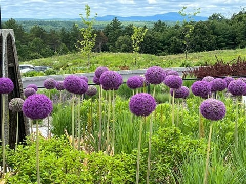 Garden Tours in Central Mass Tower Hill allium