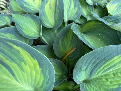 Garden Tours in Central Mass Tower Hill hosta