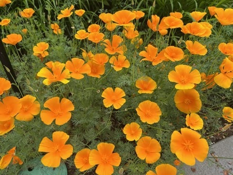 Garden Tours in Central Mass Tower Hill orange flowers