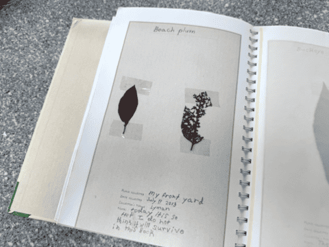 Trees book beach plum Trees book beach plum