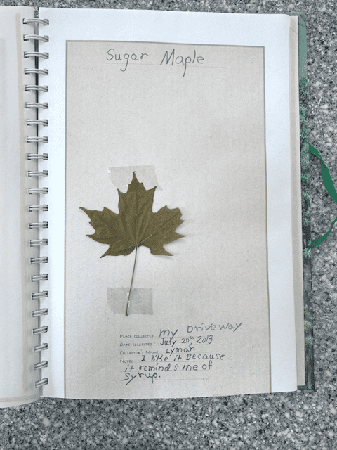 Library Book Sales Trees book sugar maple Library Book Sales Trees book sugar maple