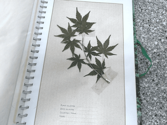 Trees book questionable