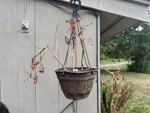 Tomato plants