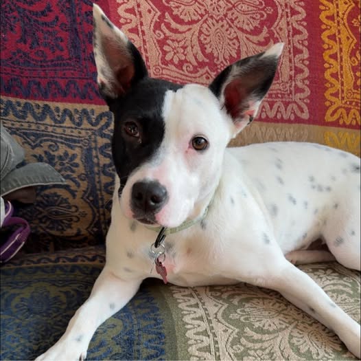 What to Do When Your Dog Goes Missing