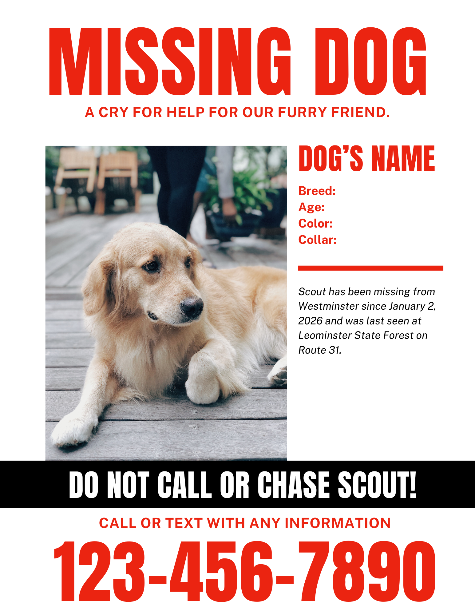 What to Do When Your Dog Goes Missing