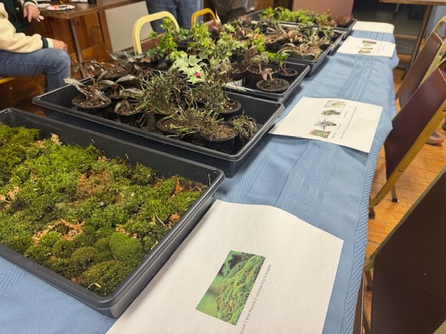 Wachusett Garden Club Terrarium Class