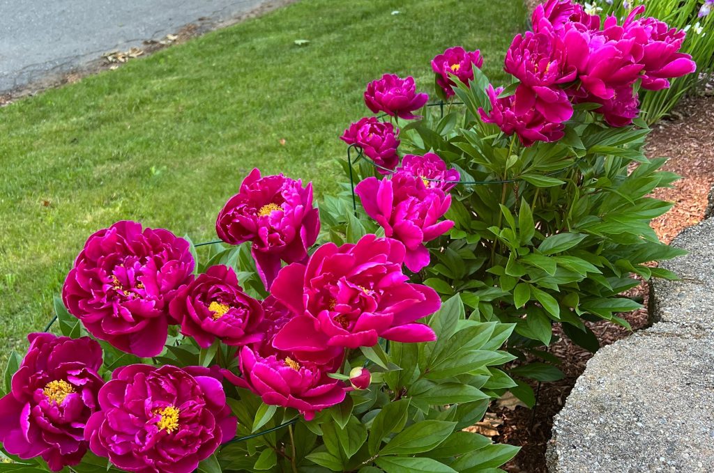 Peonies 38 Noel Drive